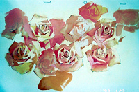 Roses Poppies 02