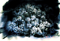 Roses Poppies 04